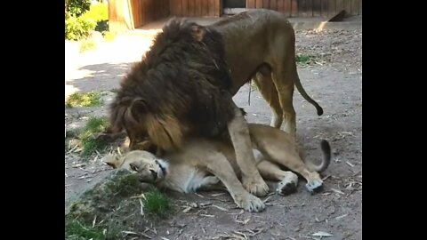 such-a-loving-lion-couple.they-are-almost-always-together-enjoying-each-others