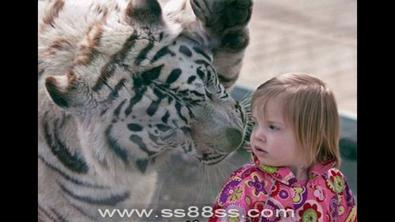 Tiger Yasha meets his four cubs for the first time at Zoo