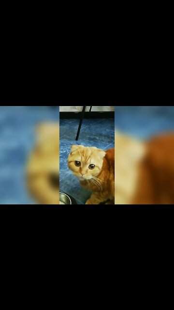 Vegan Scottish Fold cat eats a cucumber