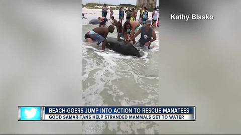 Clearwater Fire rescue helps stranded manatees