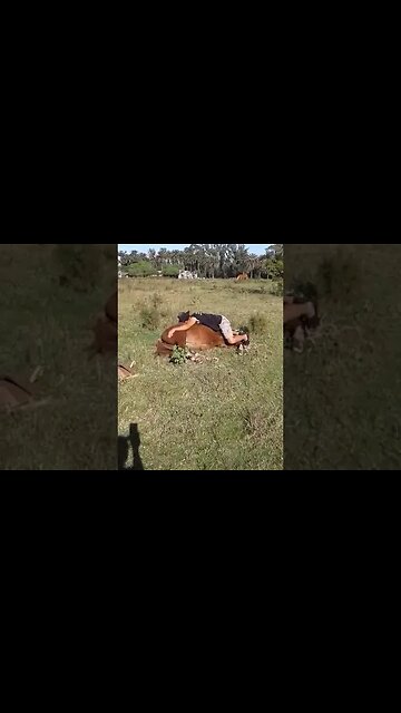 My son taming foal peacefully // Mi hijo amansando potro en modo pacifico