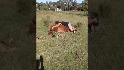 My son taming foal peacefully // Mi hijo amansando potro en modo pacifico