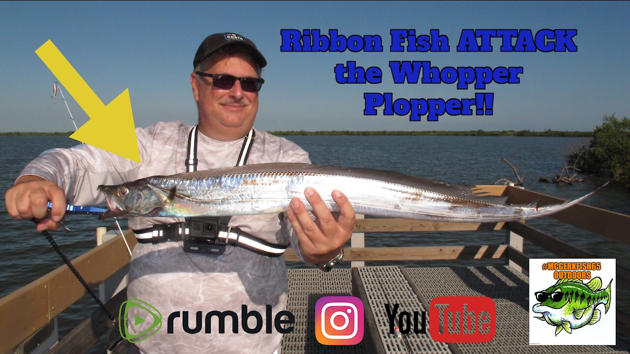 Ribbon Fish ATTACKS the Whopper Plopper!!