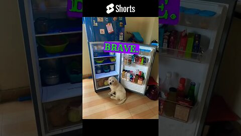I’m Boobooball 🤪😍 🤭 #goldenretriever #shortscreator #ghostfamily