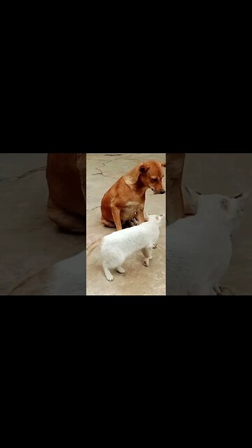 amazing cute cats and dog