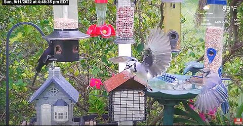 Florida Bird Feeder SWFL Live Camera HD