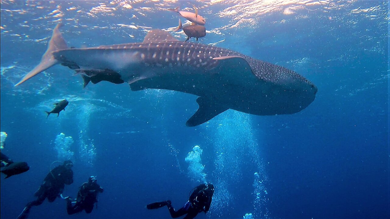 Baby whale shark curiously circles astonished scuba divers