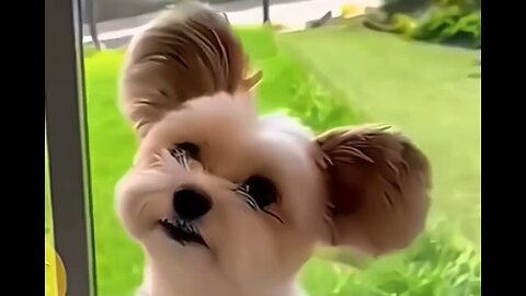 Adorable cute animals. The ultimate video