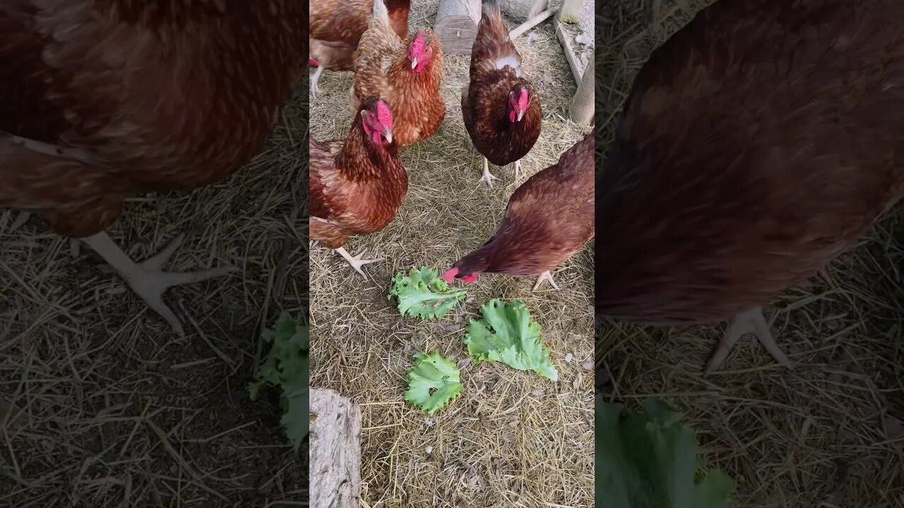 SNACKS BEFORE BED🥬 #fy #chickens #farmanimals #farmer #toddlerlife #homestead #yt #ytshorts #happy