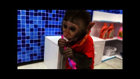 baby monkey animal bi bi | Baby Monkey Bim Bim Brush Teeth Morning In The Toilet