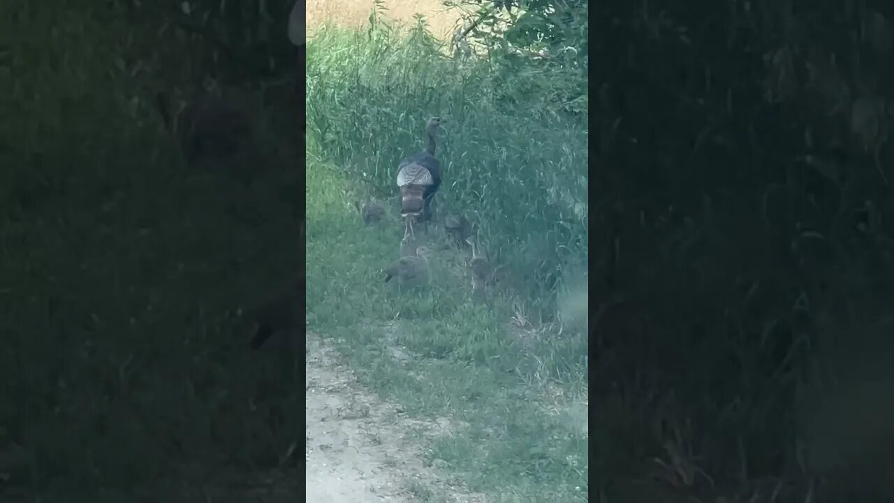 Turkey FAMILY Caught On The DRIVEWAY!!!