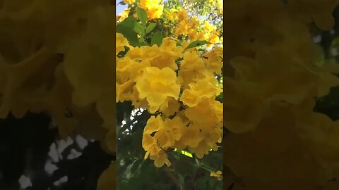 Beautiful flower and bee