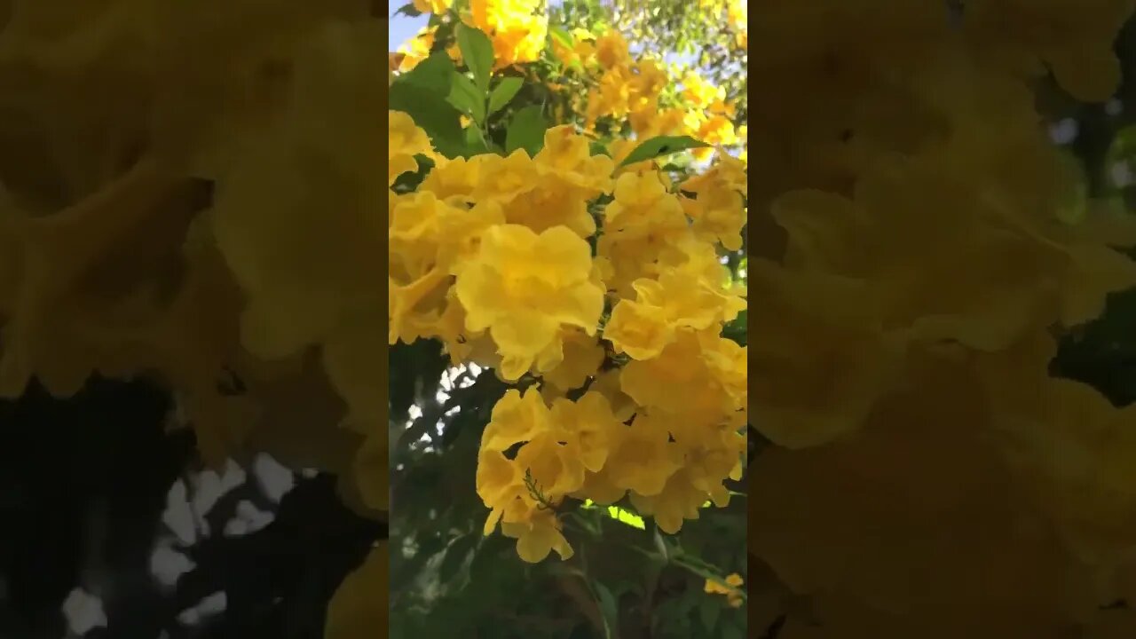 Beautiful flower and bee