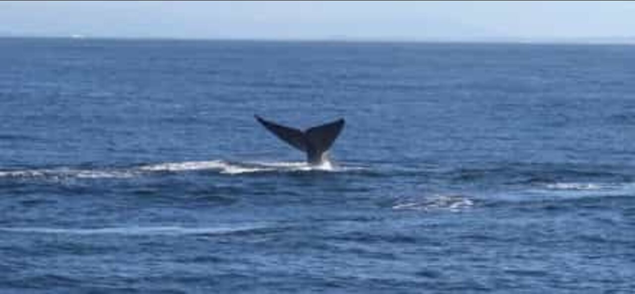 Sjældent antal af blåhvaler spottet i Californien