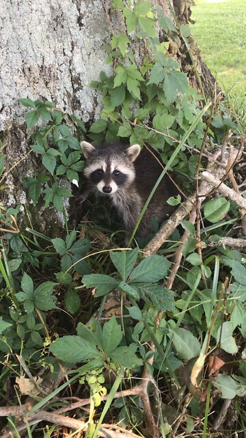 Baby Raccoon