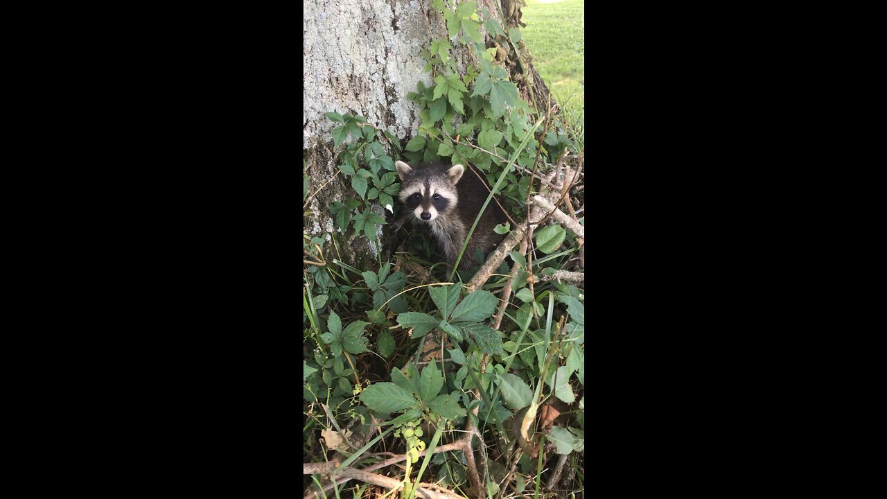 Baby Raccoon