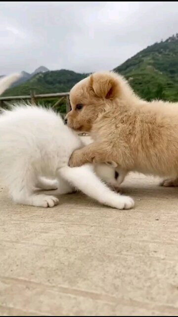 Baby cat and baby dog