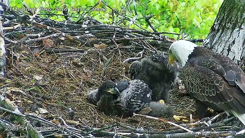 Hays Eagles H19 & H20 watch dad bring in leaves, aren't we cute! (34 & 32 days) 04-29-2023 7:44am