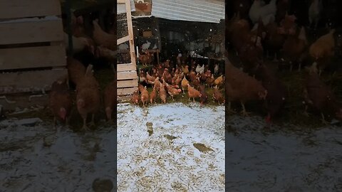 #shorts #chickens