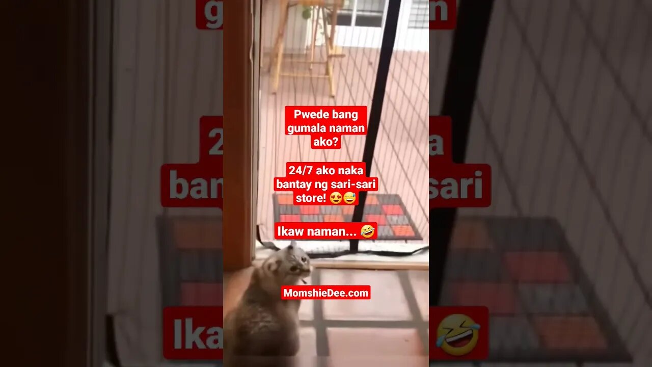 #catdoglove #catdogfunny #catshorts #funnyanimals #sarisaristorebusiness #sarisaristore #petlovers