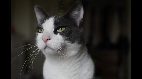Cat dancing to the music