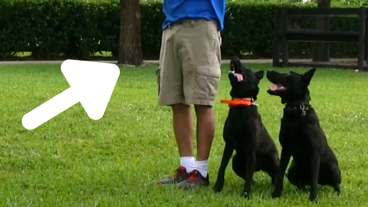 Behind the scene 🐕dog training tricks-2021