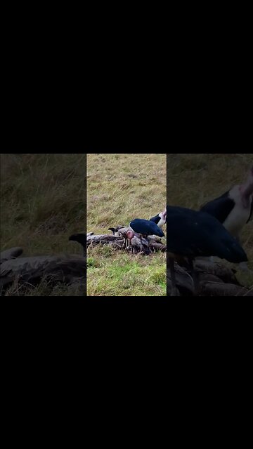 Vultures And Marabou With A Gnu #shorts | #ShortsAfrica