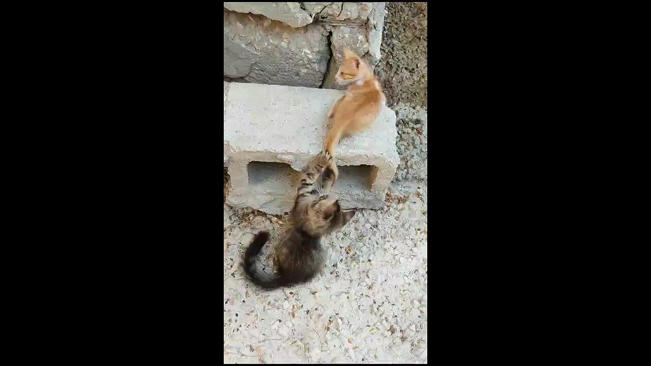 Animals funny moments