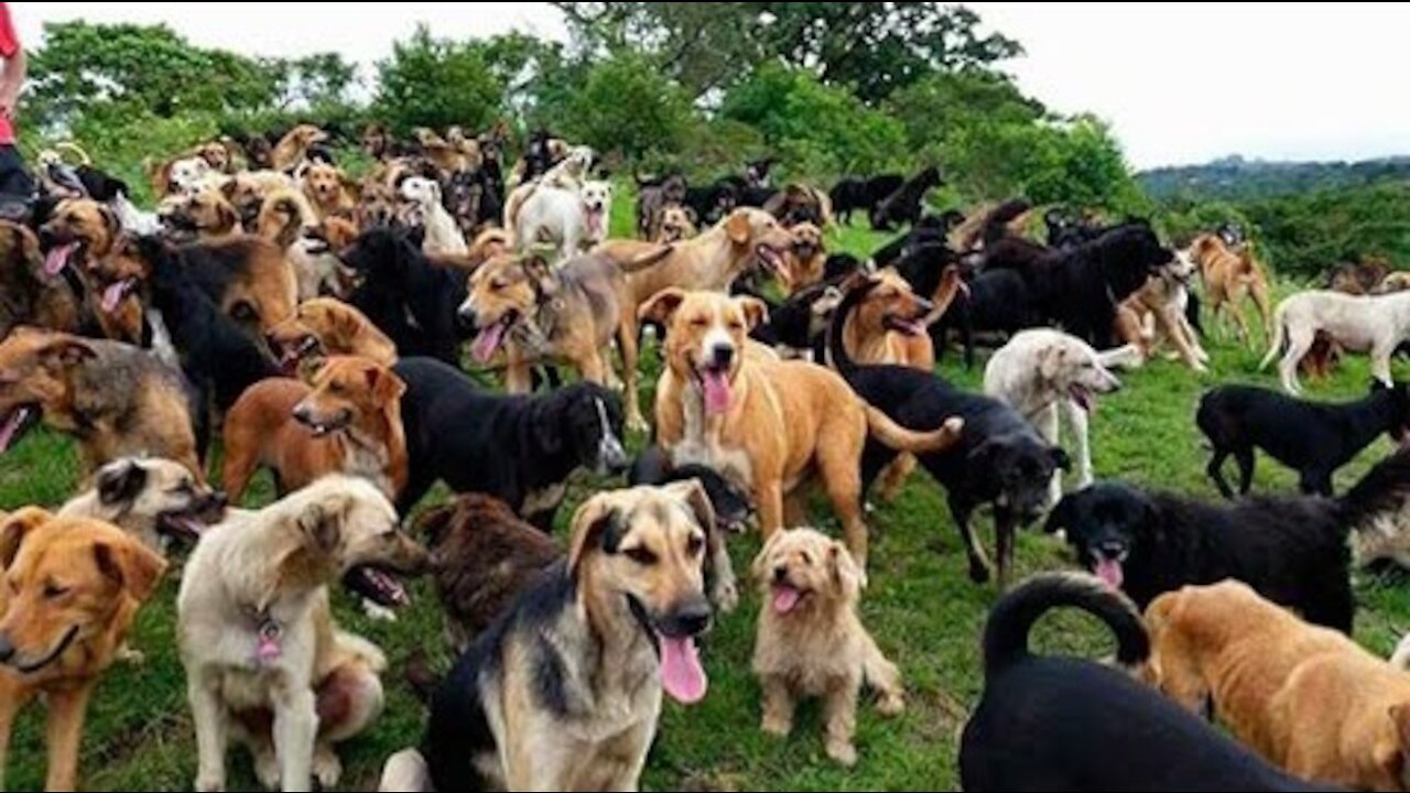 Territorio de Zaguates "Land of The Strays" Dog Rescue Ranch Sanctuary in Costa Rica