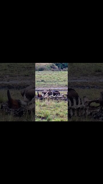 Cleanup Crew... #Wildlife | #ShortsAfrica