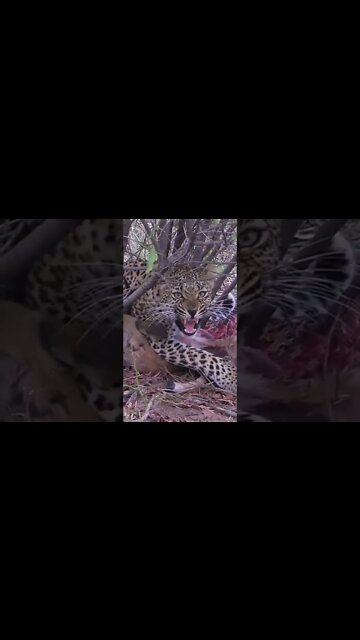 Angry Leopard #shorts