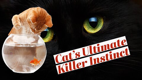 Cat's Ultimate Killer Instinct