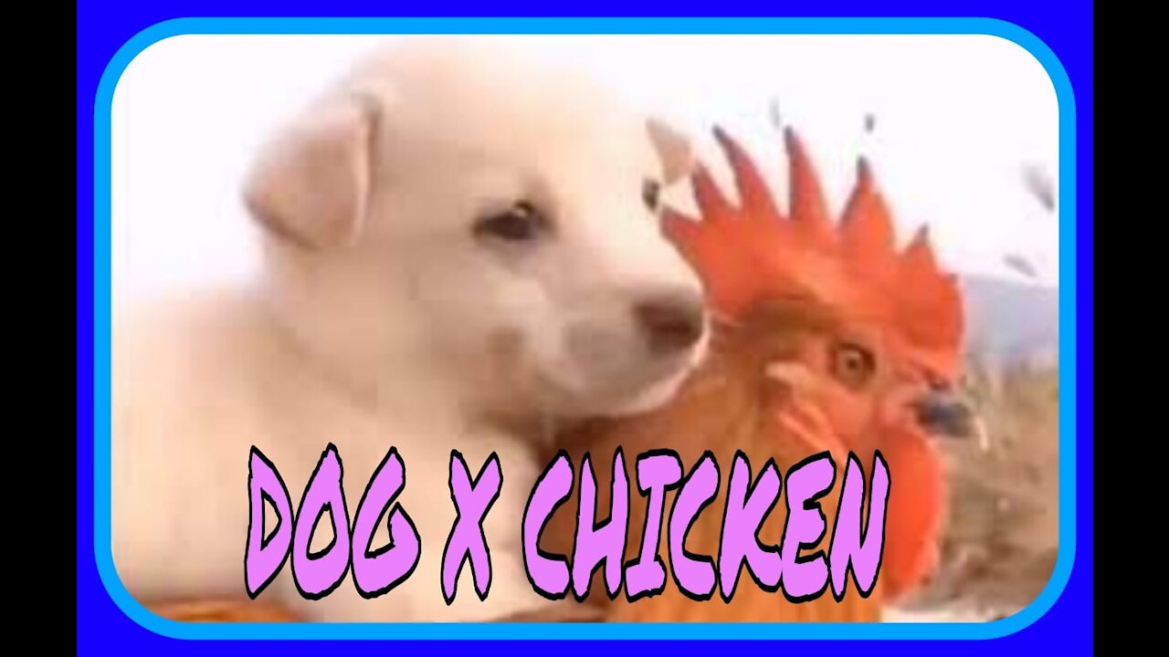 Funny videos of dog fights with rooster, come and have a good laugh