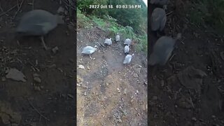 The secret lives of guinea fowl