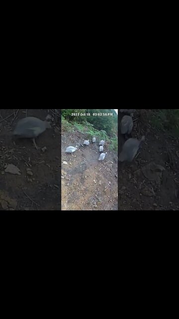 The secret lives of guinea fowl