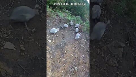 The secret lives of guinea fowl