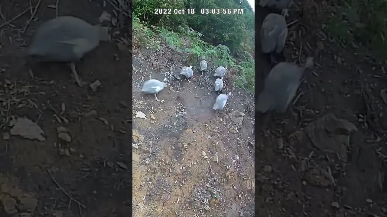 The secret lives of guinea fowl