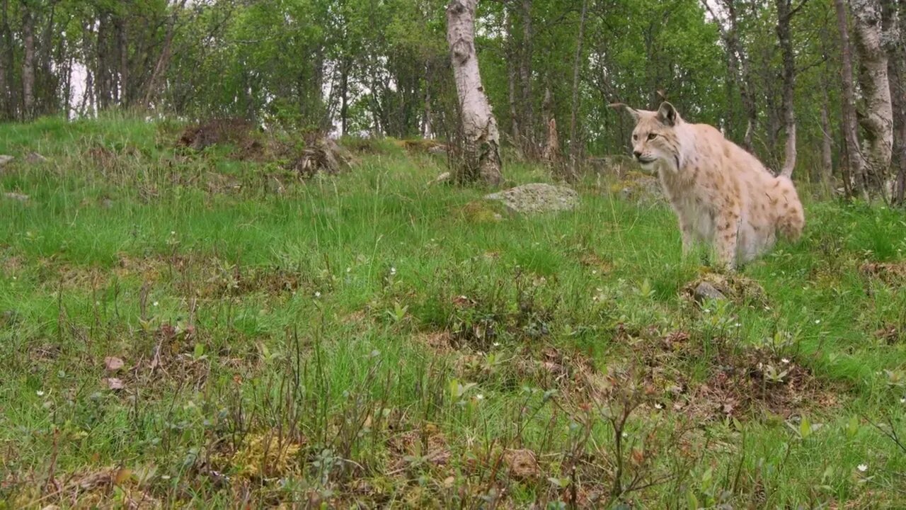 European lynx hunting in the forest a summer evening