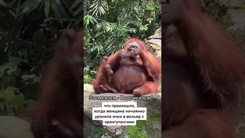 #shorts Смешные животные из Тик Ток 161 Funny animals from Tik Tok