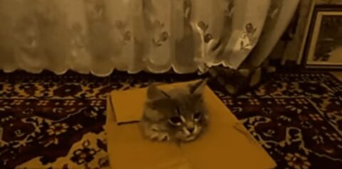 Funny cat got stuck while trying to escape after sneaking in a box 🤣