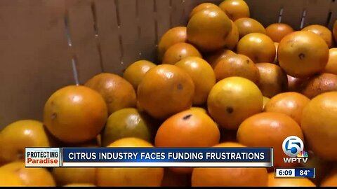 Treasure Coast citrus farmers say lack of funding could hurt their industry