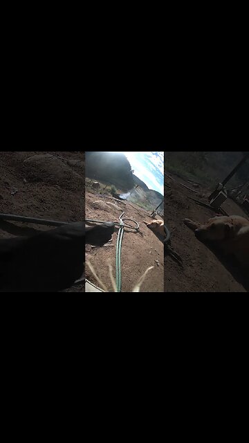 Farm surveillance. Dog watches free range birds