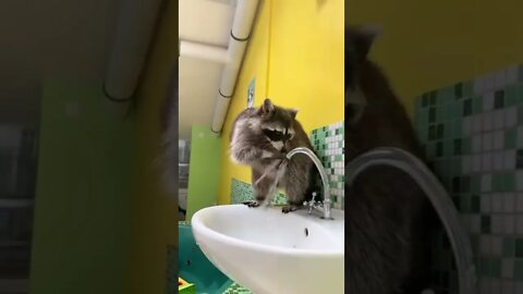 #shorts Смешные Еноты Из Тик Ток 17 Funny Tik Tok Raccoons