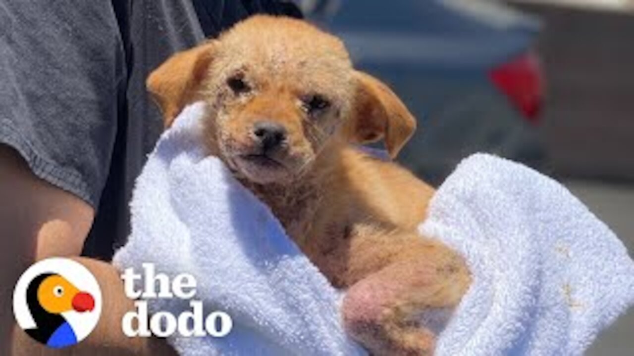 Mangey Puppy Who Couldn't Walk Hops Around Like A Bunny Now