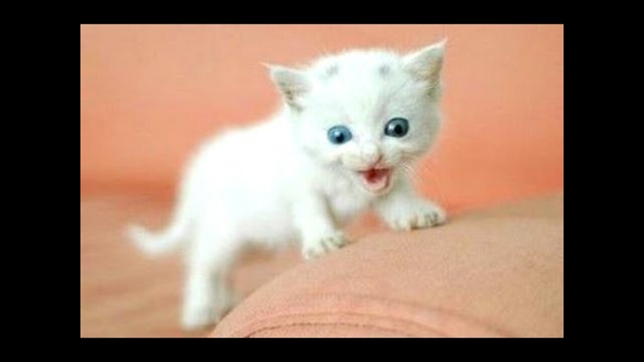 Funny Cats And Kittens Meowing Compilation