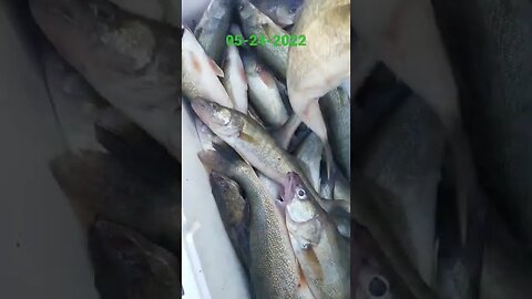 Heck of a morning! 6 man limit by 9:30 am! 36 Walleye from Lake Erie's legendary west basin!