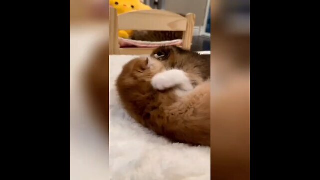 cat cute fight😉🐱 video