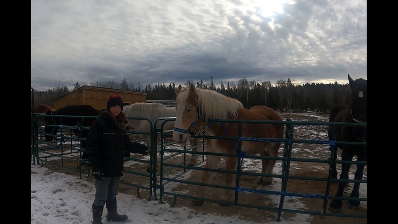 What's Going On With Our DRAFT HORSES??