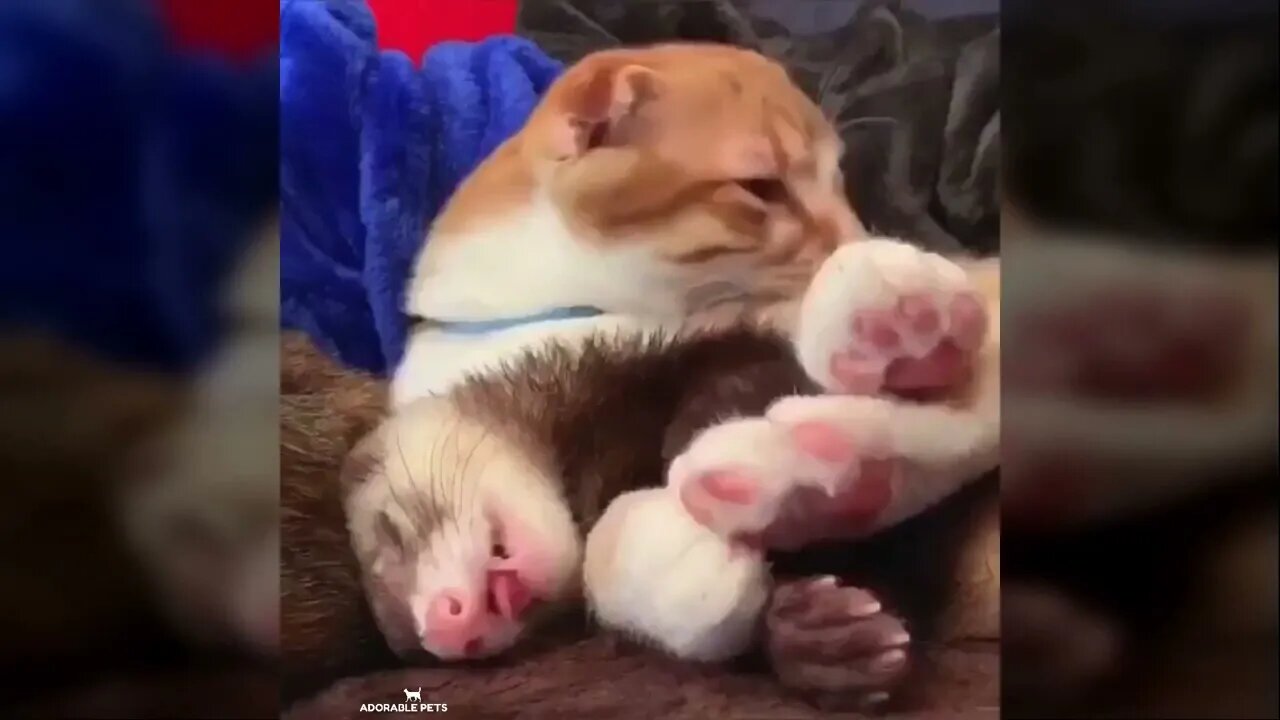 Ethiopian Funny CUTEST PETS and FUNNY ANIMAL VIDEO Compilation #35 – Adorable Pets 2020