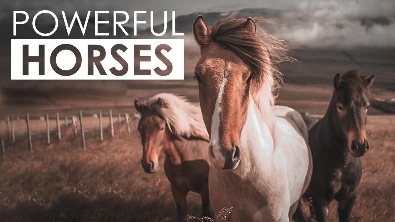 POWERFUL HORSES IN THE WORLD | FACTS ABOUT HORSES | STRONGEST HORSES